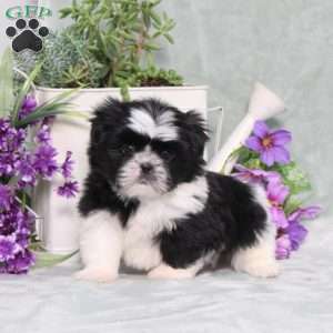 Polecat, Shih Tzu Puppy